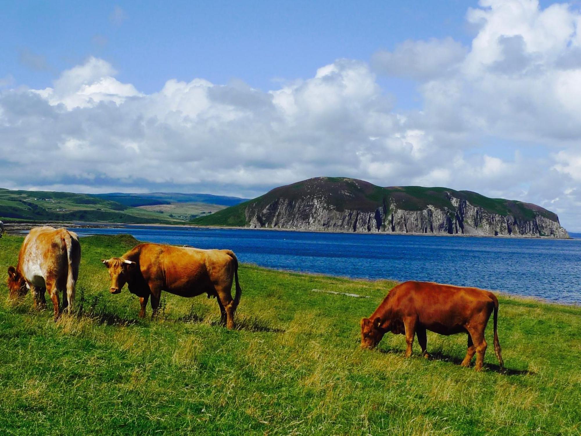 Rural Farmhouse On Kintyre, West Coast Hidden Gem Kildalloig Exterior foto